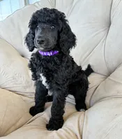 Purple girl , a female Poodle - Standard  for sale in Mustang, OK – 2 of 6