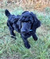 Light blue boy , a male Poodle - Standard  for sale in Mustang, OK – 5 of 6