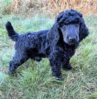 Dark blue boy , a male Poodle - Standard  for sale in Mustang, OK – 6 of 7