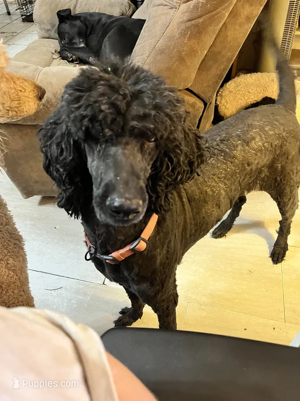 Lexi  – Poodle - Standard  puppy for sale in Mustang, OK