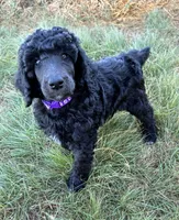 Purple girl , a female Poodle - Standard  for sale in Mustang, OK – 6 of 6