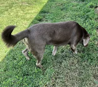 Rosy , a female Labrador Retriever for sale in Mustang, OK – 3 of 10