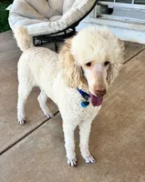 Nukey , a male Poodle - Standard  for sale in Mustang, OK – 2 of 8