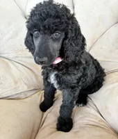 Pink girl, a female Poodle - Standard  for sale in Mustang, OK – 3 of 6