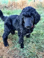Red girl , a female Poodle - Standard  for sale in Mustang, OK – 3 of 6