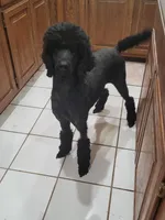 Lexi , a female Poodle - Standard  for sale in Mustang, OK – 2 of 5