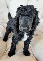 Green boy , a male Poodle - Standard  for sale in Mustang, OK – 2 of 6