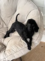 Teddy, a male Poodle - Miniature  for sale in Mustang, OK – 4 of 6