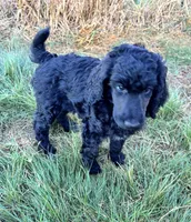 Green girl , a female Poodle - Standard  for sale in Mustang, OK – 6 of 6