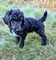 Green boy , a male Poodle - Standard  for sale in Mustang, OK – 6 of 6