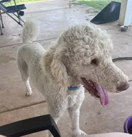 Nukey, a male Poodle - Standard  for sale in Mustang, OK – 4 of 5