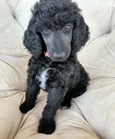 Pink girl, a female Poodle - Standard  for sale in Mustang, OK – 5 of 6