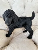 Red girl , a female Poodle - Standard  for sale in Mustang, OK – 5 of 6