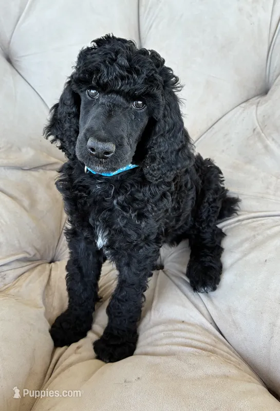 Light blue boy  – Poodle - Standard  puppy for sale in Mustang, OK