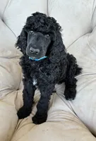 Light blue boy , a male Poodle - Standard  for sale in Mustang, OK – 1 of 6