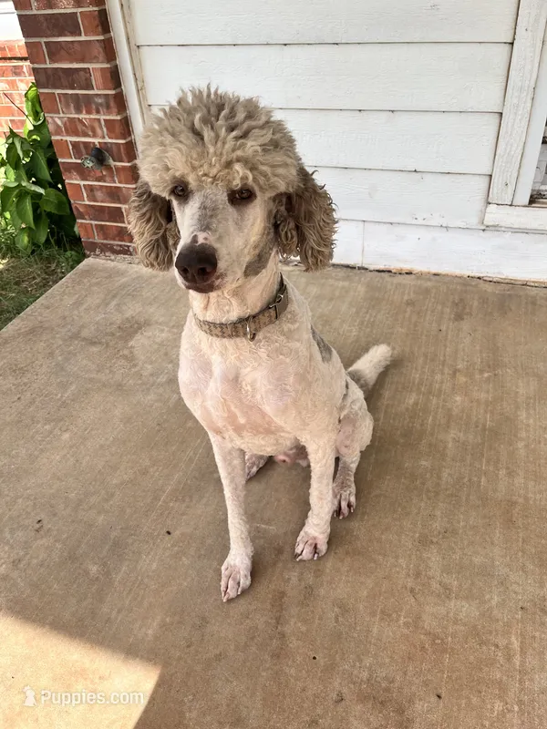 Lincoln  – Poodle - Standard  puppy for sale in Mustang, OK