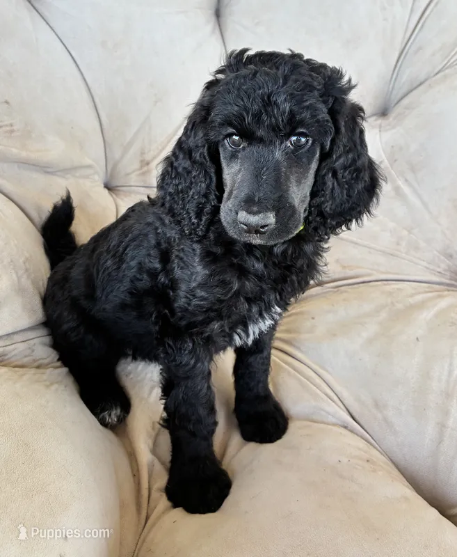 Green girl  – Poodle - Standard  puppy for sale in Mustang, OK