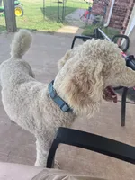 Nukey, a male Poodle - Standard  for sale in Mustang, OK – 3 of 5