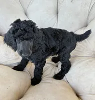 Dark blue boy , a male Poodle - Standard  for sale in Mustang, OK – 7 of 7