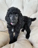 Pink girl, a female Poodle - Standard  for sale in Mustang, OK – 2 of 6
