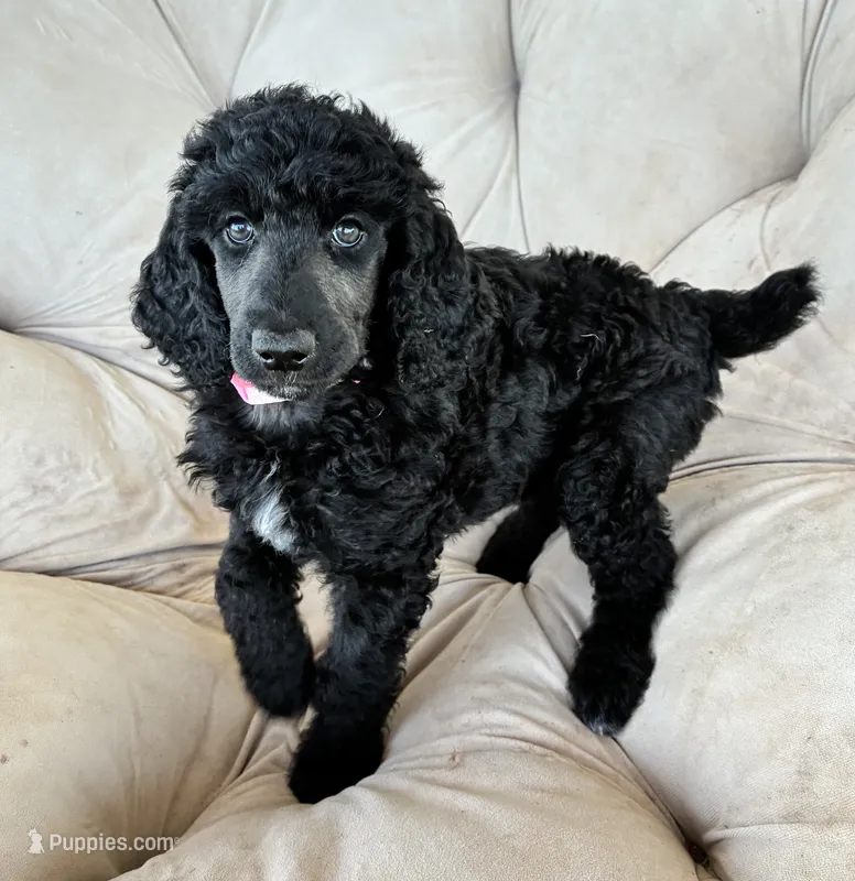 Pink girl – Poodle - Standard  puppy for sale in Mustang, OK