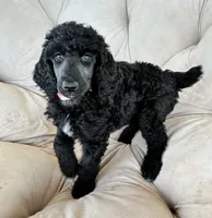 Pink girl, a female Poodle - Standard  for sale in Mustang, OK – 1 of 6