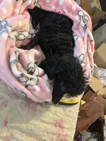 Teddy, a male Poodle - Miniature  for sale in Mustang, OK – 6 of 6