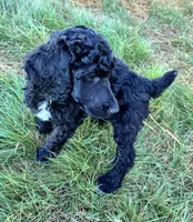 Green boy , a male Poodle - Standard  for sale in Mustang, OK – 5 of 6