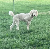Nukey, a male Poodle - Standard  for sale in Mustang, OK – 5 of 5