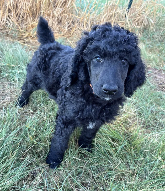 Orange boy – Poodle - Standard  puppy for sale in Mustang, OK
