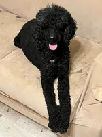 Lexi , a female Poodle - Standard  for sale in Mustang, OK – 4 of 5