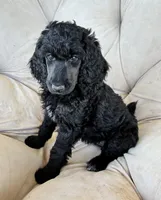 Green girl , a female Poodle - Standard  for sale in Mustang, OK – 2 of 6