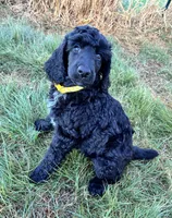 Yellow girl, a female Poodle - Standard  for sale in Mustang, OK – 6 of 6