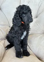 Orange boy, a male Poodle - Standard  for sale in Mustang, OK – 4 of 6