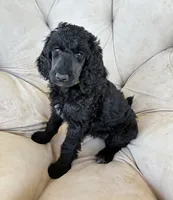Green girl , a female Poodle - Standard  for sale in Mustang, OK – 4 of 6
