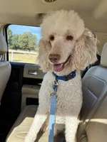 Nukey , a male Poodle - Standard  for sale in Mustang, OK – 7 of 8