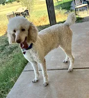 Nukey , a male Poodle - Standard  for sale in Mustang, OK – 3 of 8