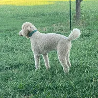 Nukey, a male Poodle - Standard  for sale in Mustang, OK – 2 of 5