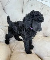 Purple girl , a female Poodle - Standard  for sale in Mustang, OK – 4 of 6