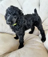 Green girl , a female Poodle - Standard  for sale in Mustang, OK – 3 of 6