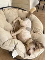 Lincoln , a male Poodle - Standard  for sale in Mustang, OK – 7 of 8