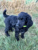 Green girl , a female Poodle - Standard  for sale in Mustang, OK – 5 of 6