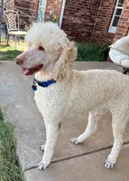Nukey , a male Poodle - Standard  for sale in Mustang, OK – 6 of 8