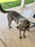 Rosy , a female Labrador Retriever for sale in Mustang, OK – 2 of 10