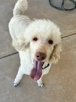 Nukey , a male Poodle - Standard  for sale in Mustang, OK – 4 of 8