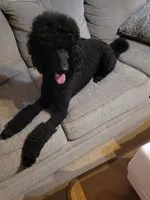 Lexi , a female Poodle - Standard  for sale in Mustang, OK – 5 of 5