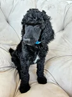 Light blue boy , a male Poodle - Standard  for sale in Mustang, OK – 4 of 6
