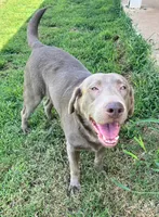 Rosy , a female Labrador Retriever for sale in Mustang, OK – 10 of 10