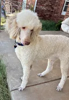 Nukey , a male Poodle - Standard  for sale in Mustang, OK – 8 of 8