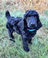 Light blue boy , a male Poodle - Standard  for sale in Mustang, OK – 3 of 6